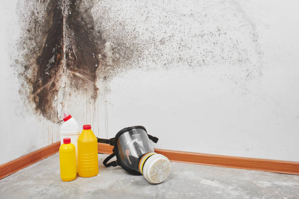 Best Mold Removal Process  in Miami, OK
