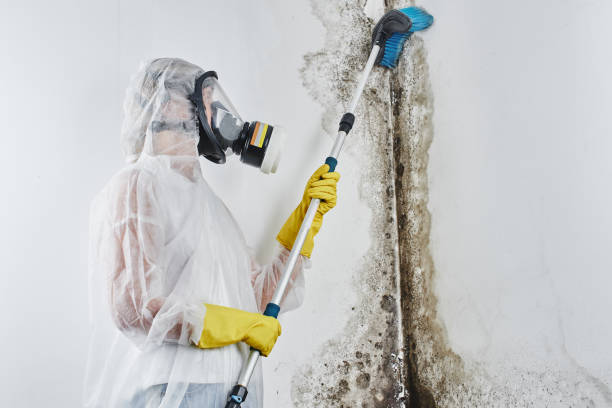 Best Office Mold Removal Services  in Miami, OK