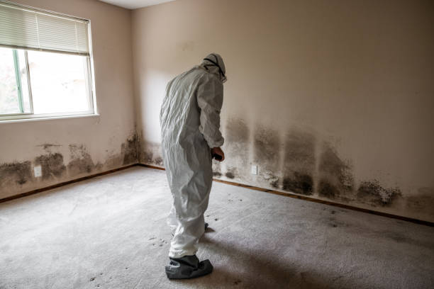 Best Black Mold Removal  in Miami, OK