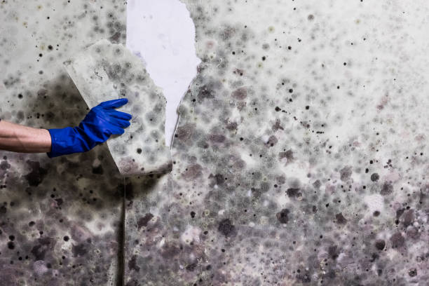 Best Commercial Mold Removal  in Miami, OK